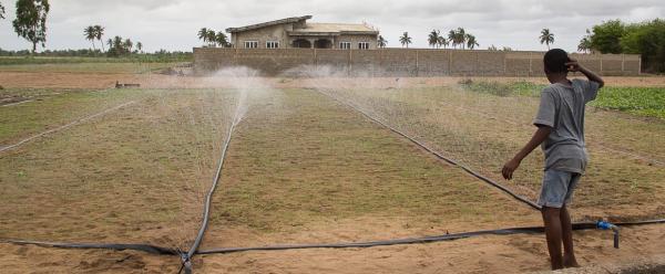 Irrigation au tuyau percé dans la région de Popo, au Bénin. Cette technologie relativement peu couteuse permet des gains de temps considérables pour les producteurs. © R. Belmin, Cirad